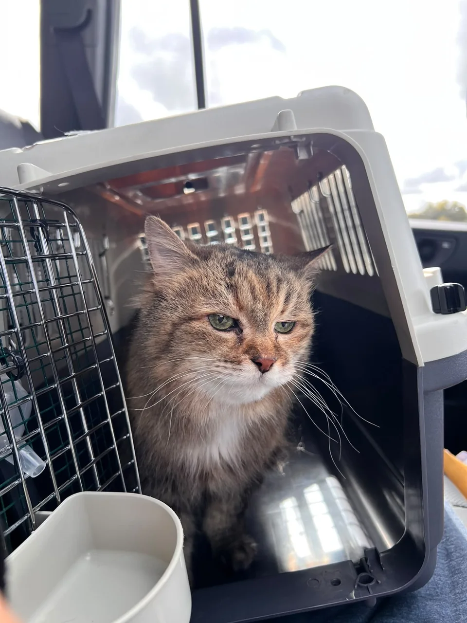 Bella in the photograph attached to Murad Rajudin’s Google review