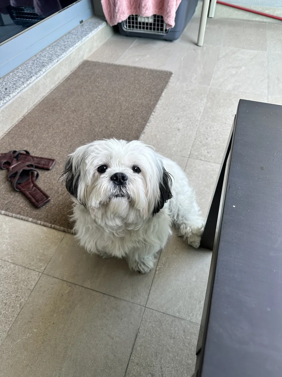 Cookie in the photograph attached to Meraz Hussain’s Google review