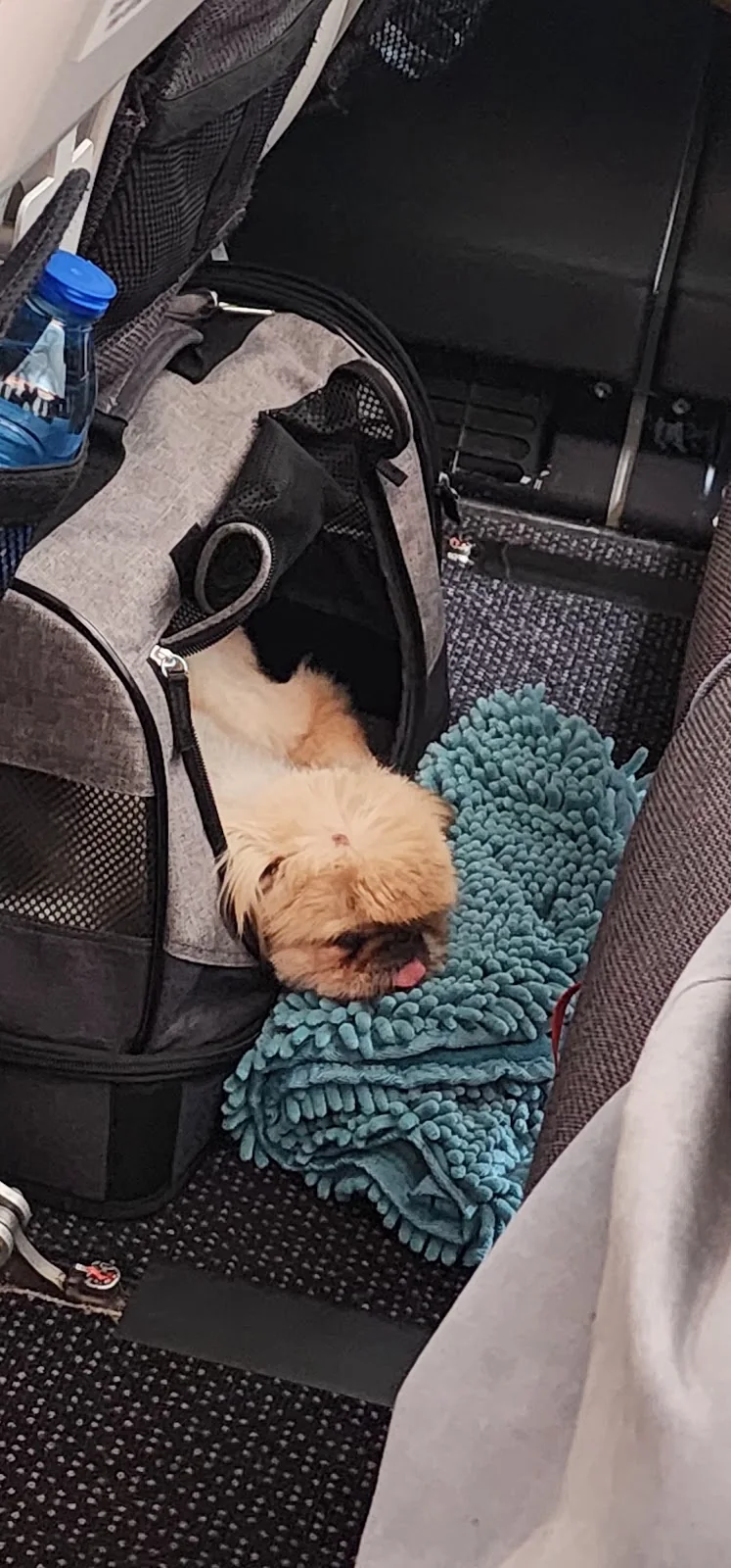 Two dogs in the photograph attached to Ipsita Barua’s Google review
