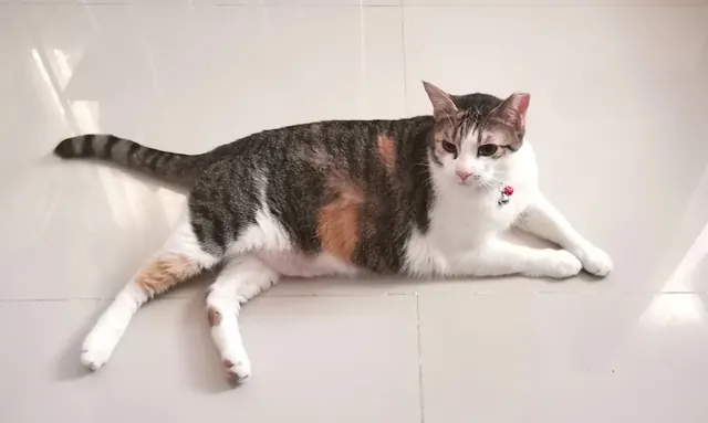 Daisy resting at home, from Kaye’s Google review