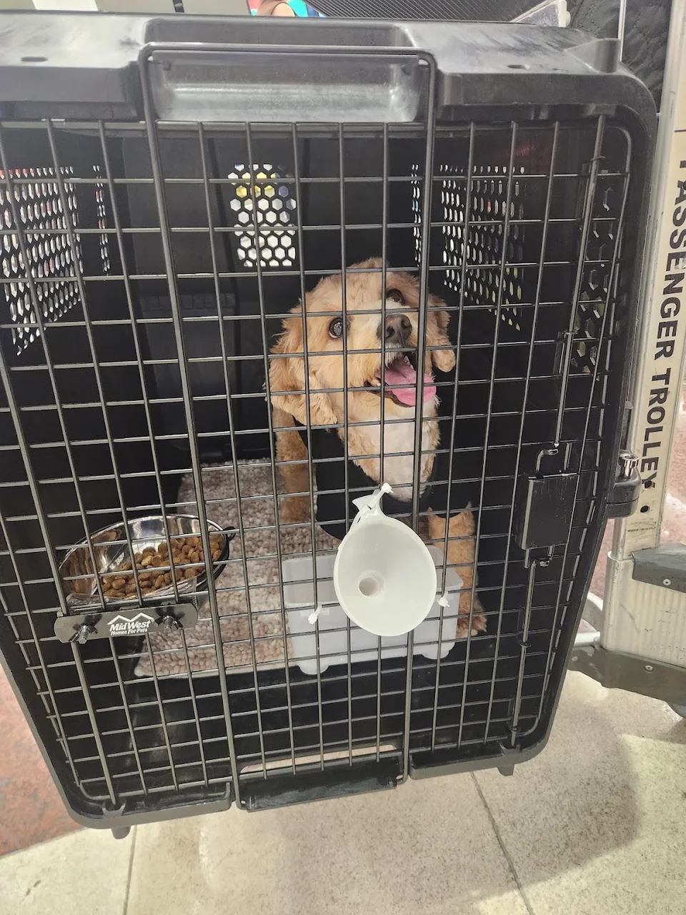 Mostafa’s dog in a travel carrier, from his Google review