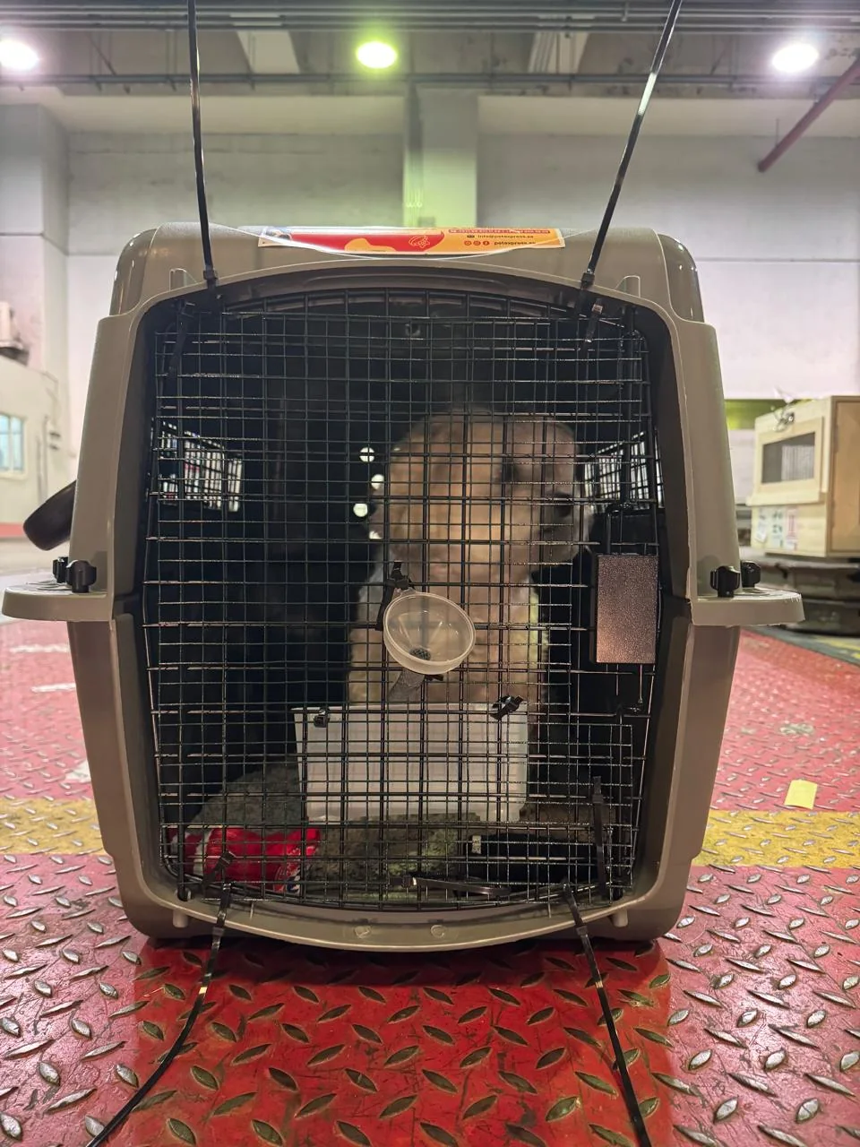 Peggy in her travel carrier, from Karen’s Google review