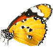 https://petexpress.ae/wp-content/uploads/2019/08/butterfly.png